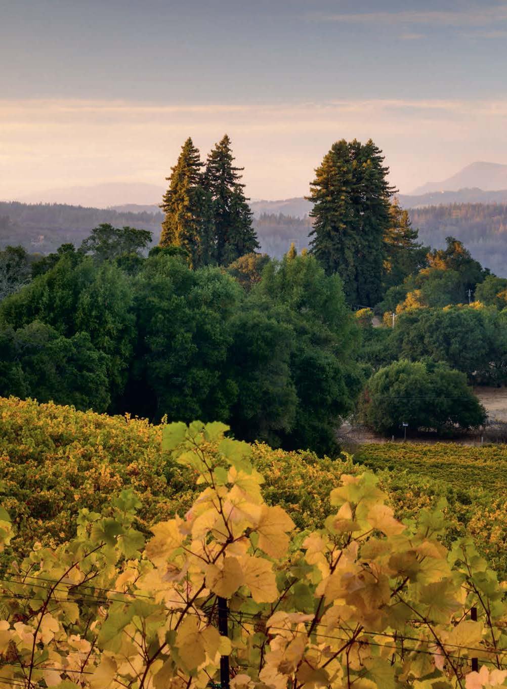 150 Vineyards You Need to Visit Before You Die
