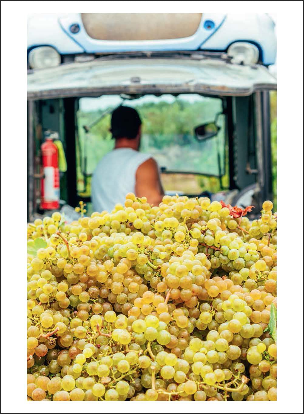 150 Vineyards You Need to Visit Before You Die