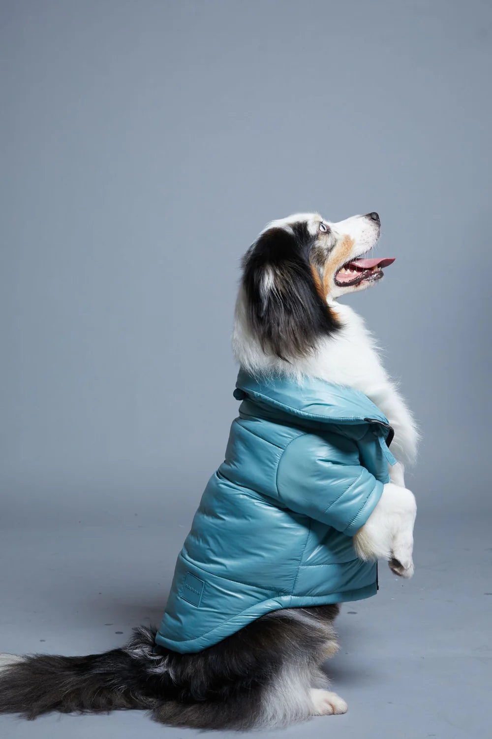 Glossy Dog Puffer Jacket