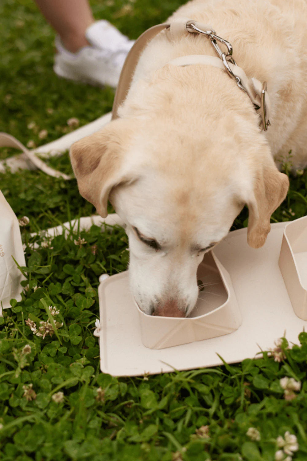 GO! Portable Bowls for Dogs