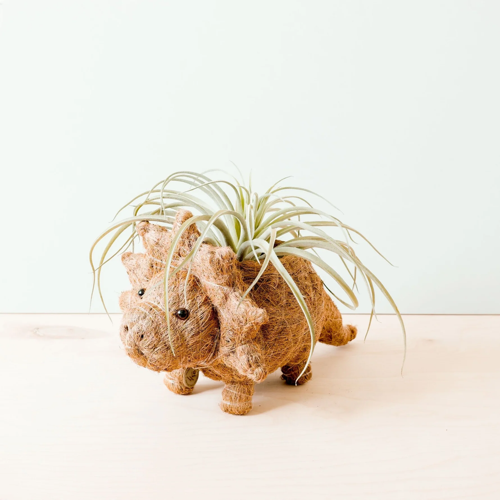 Handcrafted Triceratops Animal Planter